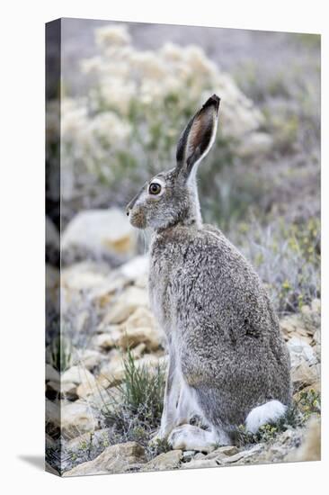 USA, Wyoming, Sublette County. White-tailed Jackrabbit sitting in a rocky habitat.-Elizabeth Boehm-Premier Image Canvas