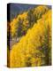 USA, Wyoming, Sublette County. Wyoming Range, colorful autumn aspens are layered with conifers-Elizabeth Boehm-Premier Image Canvas