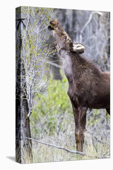 USA, Wyoming, Sublette County. Yearling moose calf reaches for leaves in springtime.-Elizabeth Boehm-Premier Image Canvas