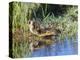 USA, Wyoming, Sublette County. Young duckling stretching alongside a small pond.-Elizabeth Boehm-Premier Image Canvas