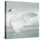 USA, Wyoming, Trumpeter Swan Stretches Wings on a Cold Winter Morning-Elizabeth Boehm-Premier Image Canvas