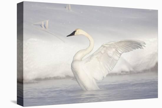 USA, Wyoming, Trumpeter Swan stretches wings on a cold winter morning-Elizabeth Boehm-Premier Image Canvas