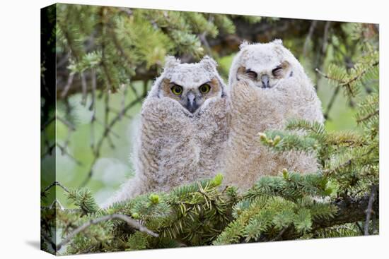 USA, Wyoming, Two Fledged Great Horned Owl Chicks Roosting in Conifer-Elizabeth Boehm-Premier Image Canvas