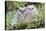 USA, Wyoming, two fledged Great Horned Owl chicks roosting in conifer-Elizabeth Boehm-Premier Image Canvas