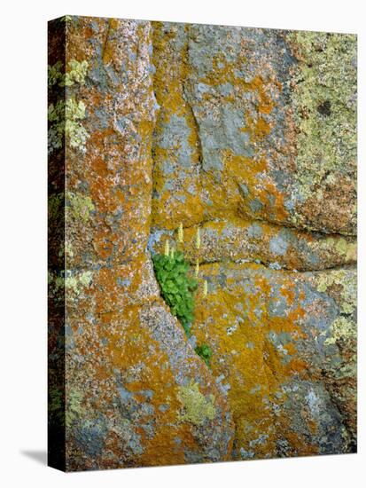 USA, Wyoming, Vedauwoo Park. Poker Heuchera Plant on Cliff Face-Steve Terrill-Premier Image Canvas