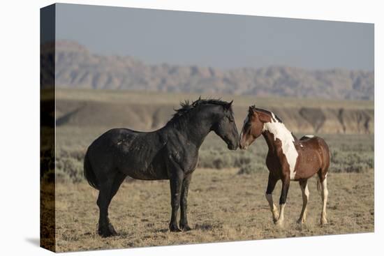 USA, Wyoming. Wild horses greeting each other.-Jaynes Gallery-Premier Image Canvas