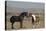 USA, Wyoming. Wild horses greeting each other.-Jaynes Gallery-Premier Image Canvas