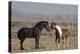 USA, Wyoming. Wild horses greeting each other.-Jaynes Gallery-Premier Image Canvas