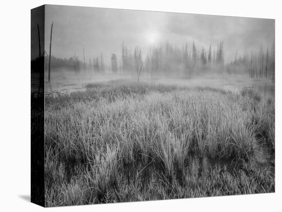 USA, Wyoming, Yellowstone, Cold Foggy Morning-John Ford-Premier Image Canvas