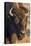 USA, Wyoming, Yellowstone National Park, a cow bison.-Elizabeth Boehm-Premier Image Canvas