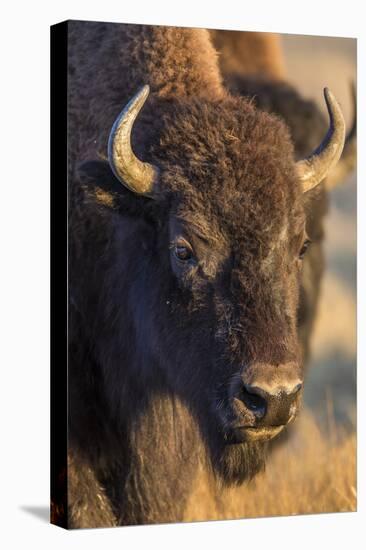 USA, Wyoming, Yellowstone National Park, a cow bison.-Elizabeth Boehm-Premier Image Canvas