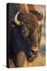 USA, Wyoming, Yellowstone National Park, a cow bison.-Elizabeth Boehm-Premier Image Canvas