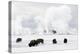Usa, Wyoming, Yellowstone National Park. Bison in winter snow pack.-Ellen Goff-Premier Image Canvas