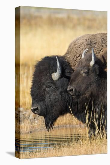 USA, Wyoming. Yellowstone National Park, bull Bison tends a cow along the Firehole River.-Elizabeth Boehm-Premier Image Canvas