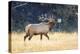 USA, Wyoming, Yellowstone National Park, Bull elk bugles in the crisp autumn air.-Elizabeth Boehm-Premier Image Canvas