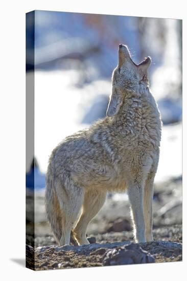 USA, Wyoming, Yellowstone National Park, Coyote Howling on Winter Morning-Elizabeth Boehm-Premier Image Canvas