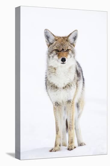 USA, Wyoming, Yellowstone National Park, Coyote in Snow-Elizabeth Boehm-Premier Image Canvas