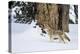 USA, Wyoming. Yellowstone National Park, coyote walks through the snow in winter.-Elizabeth Boehm-Premier Image Canvas