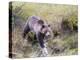 USA, Wyoming, Yellowstone National Park, Grizzly Bear Crossing Log-Elizabeth Boehm-Premier Image Canvas