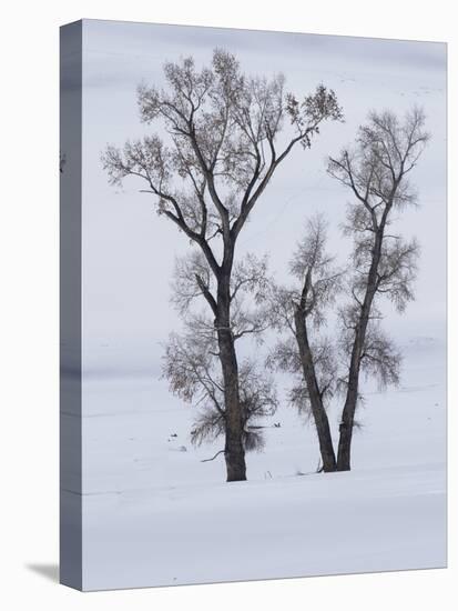 Usa, Wyoming, Yellowstone National Park. Lamar Valley, cottonwood trees in snow.-Merrill Images-Premier Image Canvas