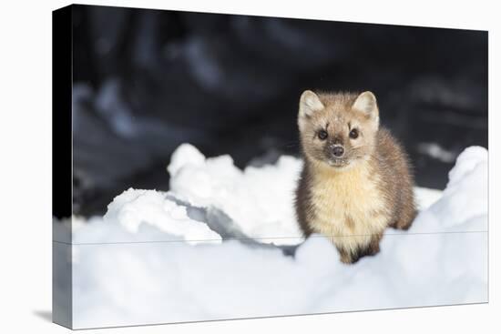 USA, Wyoming, Yellowstone National Park, Pine Marten in Snow-Elizabeth Boehm-Premier Image Canvas