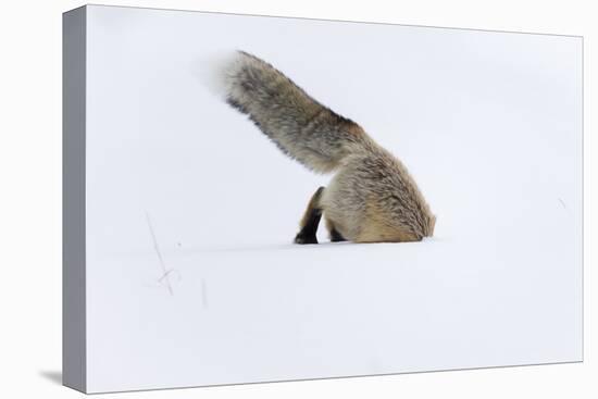 Usa, Wyoming, Yellowstone National Park. Red fox leaping to break through the snow to get a rodent.-Ellen Goff-Premier Image Canvas
