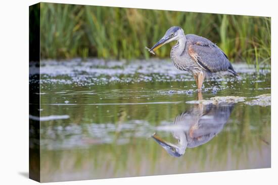 USA, Wyoming, young Great Blue Heron catches a small fish in a pond.-Elizabeth Boehm-Premier Image Canvas