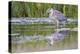 USA, Wyoming, young Great Blue Heron catches a small fish in a pond.-Elizabeth Boehm-Premier Image Canvas