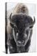 USA, Yellowstone, bison.-Ken Archer-Premier Image Canvas