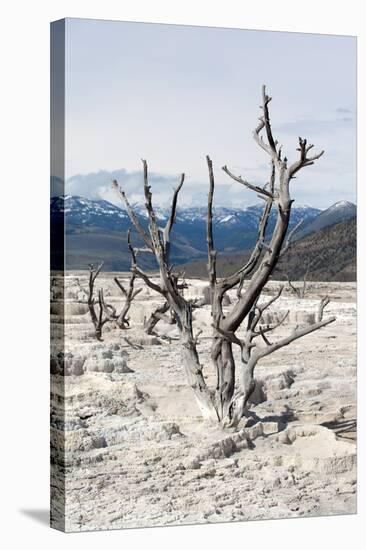 USA, Yellowstone National Park, Mammoth Hot Springs, Main Terrace-Catharina Lux-Premier Image Canvas