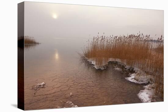 Usedom, Achterwasser, Reed, Frost-Catharina Lux-Premier Image Canvas