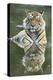 Ustaad, T24, Royal Bengal Tiger (Tigris Tigris), Ranthambhore, Rajasthan, India-Janette Hill-Premier Image Canvas