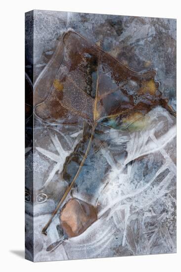 Utah. Abstract Design of Frozen Ice Patterns and Aspen Leaf in Stream, Hunter Canyon, Near Moab-Judith Zimmerman-Premier Image Canvas