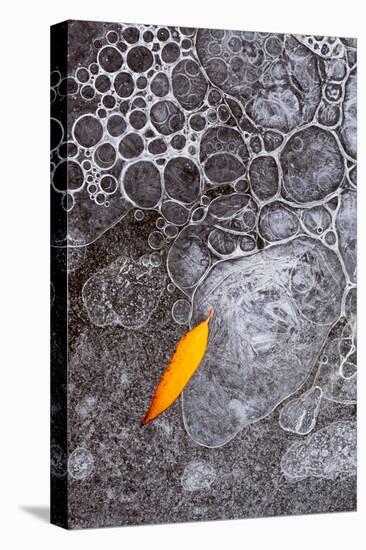 Utah, Abstract Nature. Abstract Design of Leaf Frozen into Ice Bubbles in Mill Creek-Judith Zimmerman-Premier Image Canvas