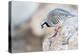 Utah, Antelope Island, a Chukar Steps Off of a Rock-Elizabeth Boehm-Premier Image Canvas