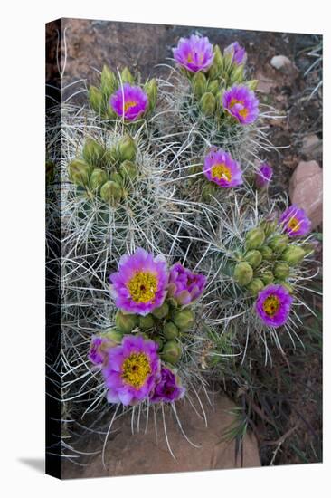 Utah, Arches National Park. Whipple's Fishhook Cactus Blooming and with Buds-Judith Zimmerman-Premier Image Canvas