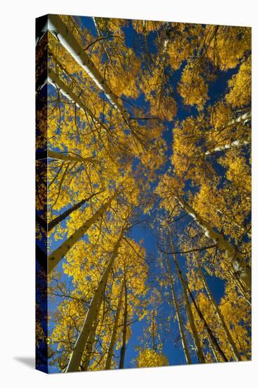 Utah, Autumn Aspen and Sky, Big Cottonwood Canyon, Wasatch Range-Judith Zimmerman-Premier Image Canvas
