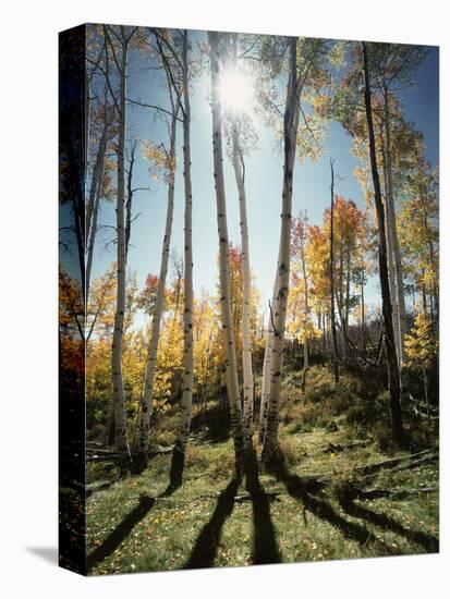 Utah, Autumn Colors of Aspen Trees (Populus Tremuloides) in the NF-Christopher Talbot Frank-Premier Image Canvas