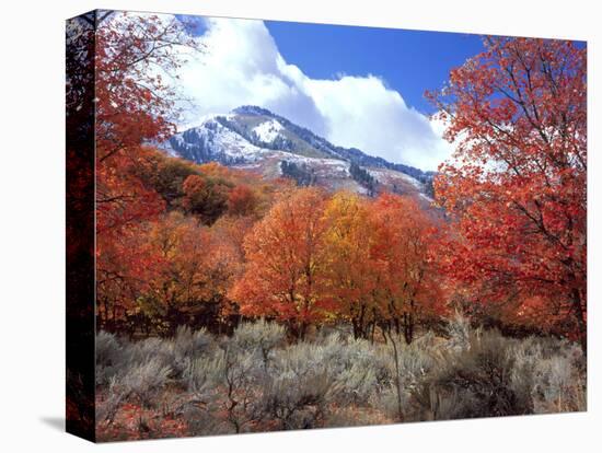 Utah. Bigtooth Maple Trees in Autumn in the Wellsville Mountains-Scott T. Smith-Premier Image Canvas