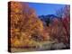 Utah. Bigtooth Maples in Autumn Below Logan Peak. Uinta-Wasatch-Cache-Scott T. Smith-Premier Image Canvas