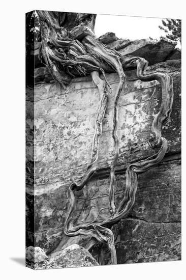 Utah. Black and White Image of Desert Juniper Tree Growing Out of a Canyon Wall-Judith Zimmerman-Premier Image Canvas