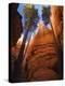 Utah, Bryce Canyon National Park, Douglas Fir Trees in Slot Canyon, USA-John Warburton-lee-Premier Image Canvas