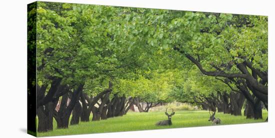 Utah, Capitol Reef National Park. Deer in Sylvan Orchard-Jaynes Gallery-Premier Image Canvas