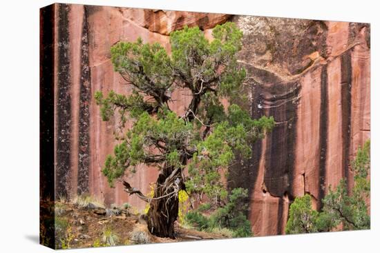 Utah, Capitol Reef National Park. Juniper Tree and a Cliff Streaked with Desert Varnish-Jaynes Gallery-Premier Image Canvas