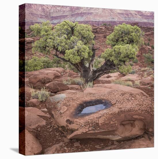 Utah, Capitol Reef National Park. Juniper Tree and Pool in Rock-Jaynes Gallery-Premier Image Canvas