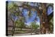 Utah, Capitol Reef National Park. Old Cottonwood Tree and Fence-Jaynes Gallery-Premier Image Canvas
