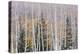 Utah, Fishlake National Forest. Aspen and Conifer Trees-Jaynes Gallery-Premier Image Canvas