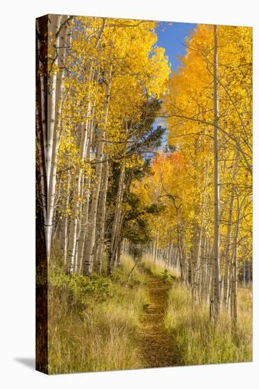 Utah, Fishlake National Forest. Trail in Aspen Trees-Jaynes Gallery-Premier Image Canvas
