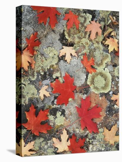 Utah, Fishlake Nf. Autumn Maple Leaves on a Lichen Covered Rock-Christopher Talbot Frank-Premier Image Canvas