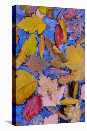 Utah, Glen Canyon Nra. Fall Leaves Floating on a Pond-Jaynes Gallery-Premier Image Canvas